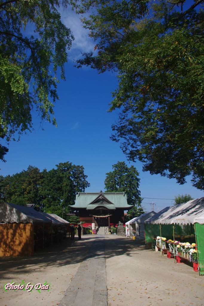 春日部藤塚香取神社菊まつり