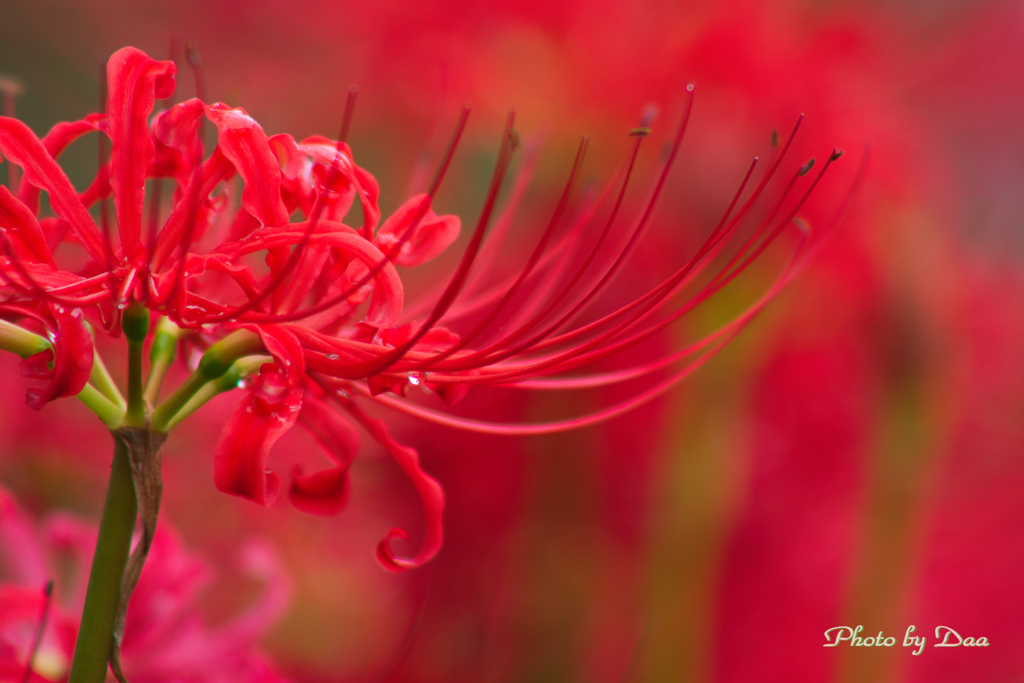 曼殊沙華Ⅲ