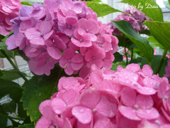 通りすがりの紫陽花