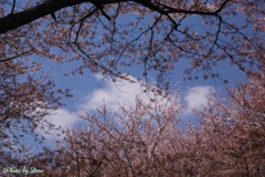 桜の隙間から雲