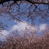 桜の隙間から雲