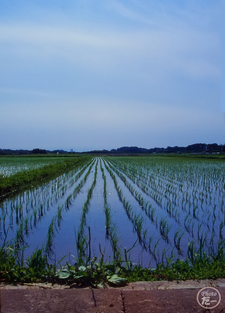 田んぼ