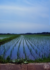 田んぼ