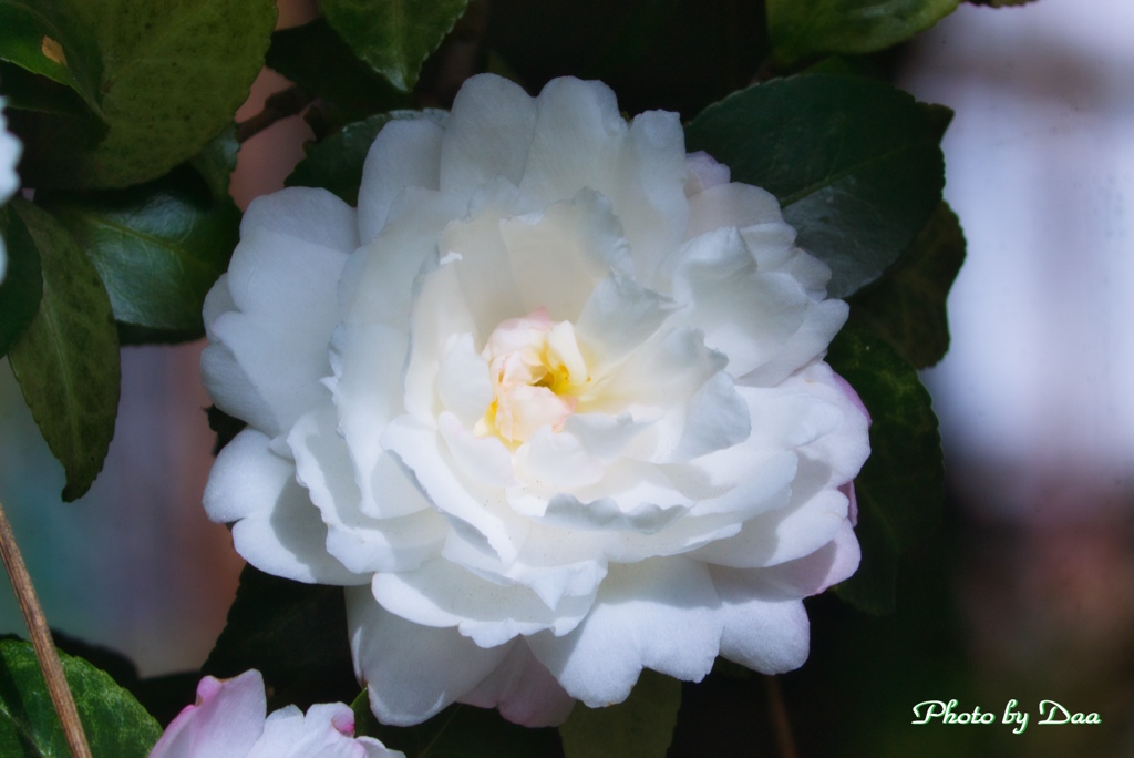 さざんか冬の花