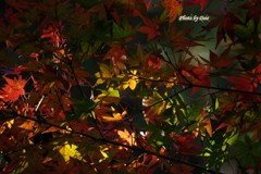 光～stained～もみじ２
