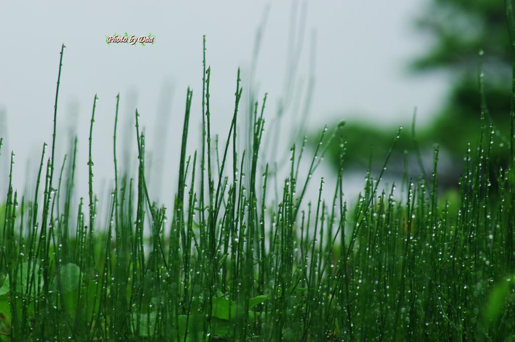 雨の中