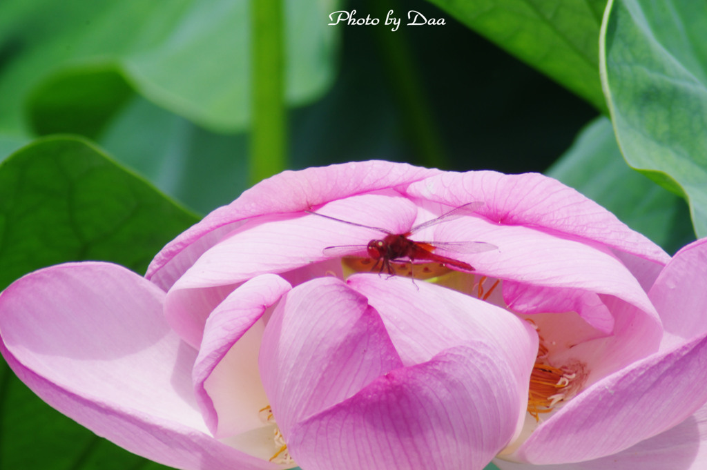 Pink on Red　Ⅱ