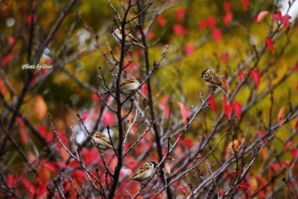 雀と紅葉