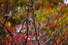 雀と紅葉 雀と紅葉