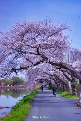 桜のトンネルの入口