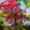 春でも紅い葉