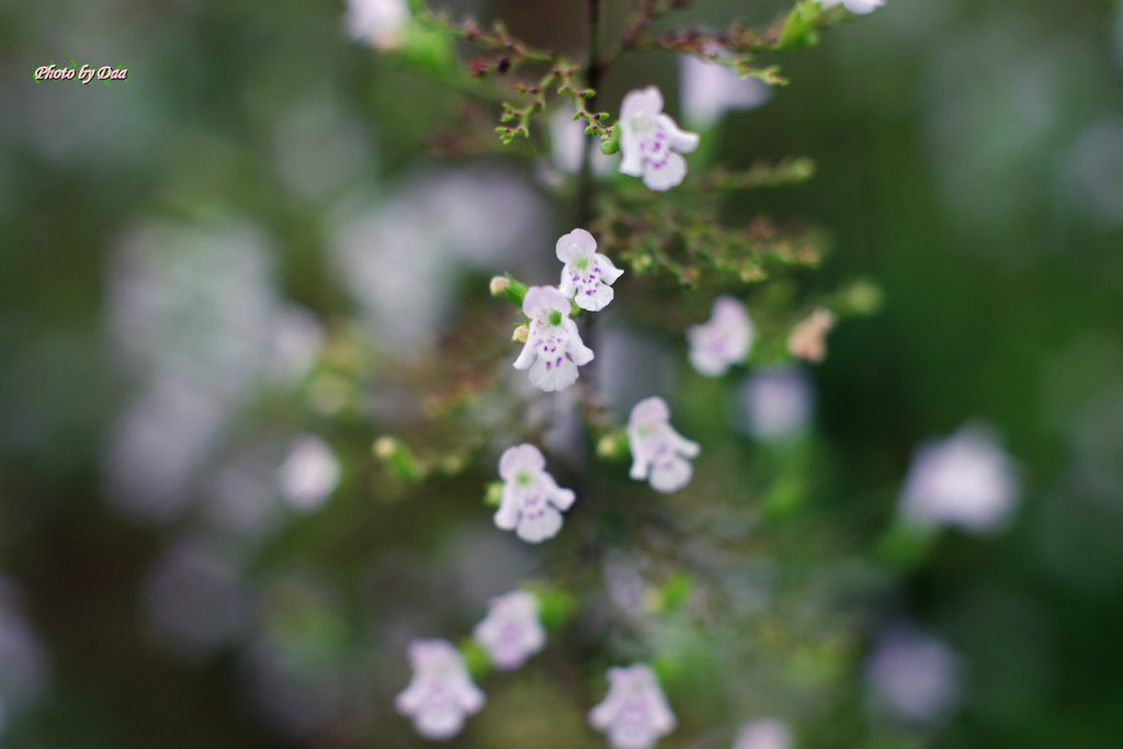 クリオネっぽい