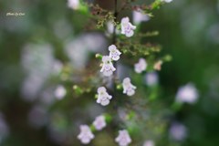 クリオネっぽい