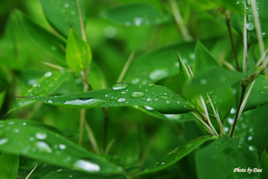 雨粒ドーム