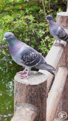 鳩