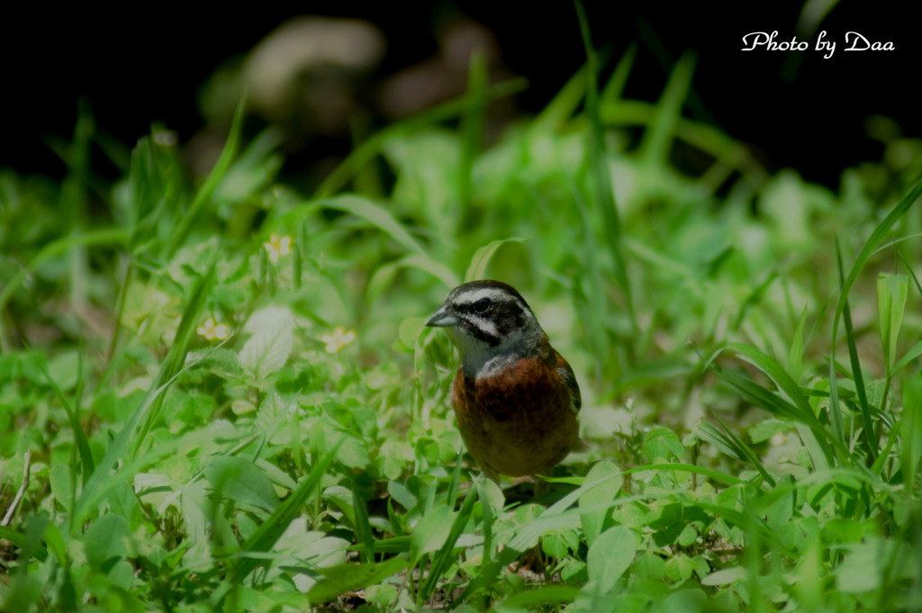 ホウジロ