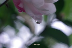 山茶花の涙
