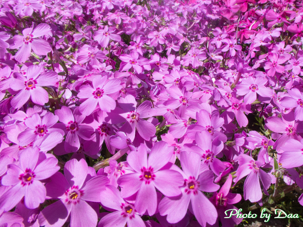 芝桜