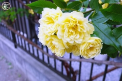 鬱金桜