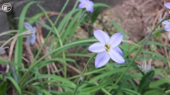 イフェイオン・ロルフフィドラー（花ニラ）