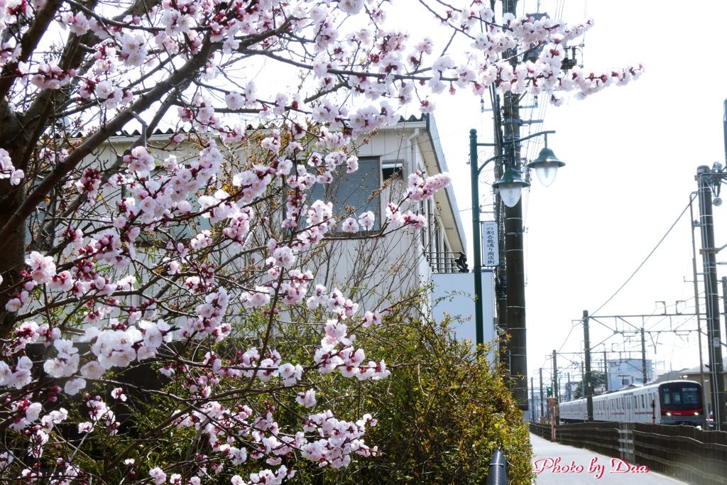 桜と電車
