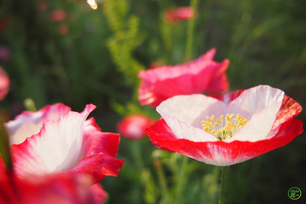 赤と白の花びら