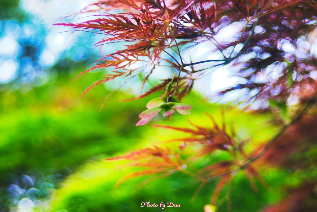 紅葉の種はプロペラです