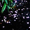 ８月の雨に散る