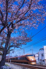 桜と日光詣