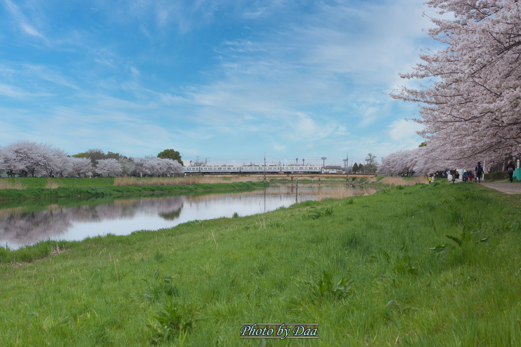 桜満開