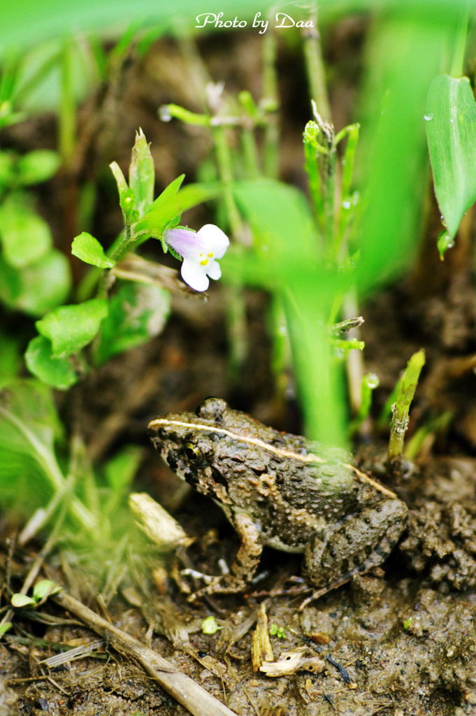 カエルと花