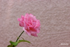 薔薇一輪