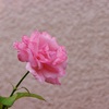 薔薇一輪