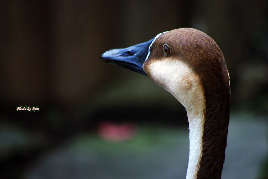 サカツラさんの横顔