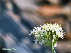 韮の花