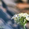 韮の花