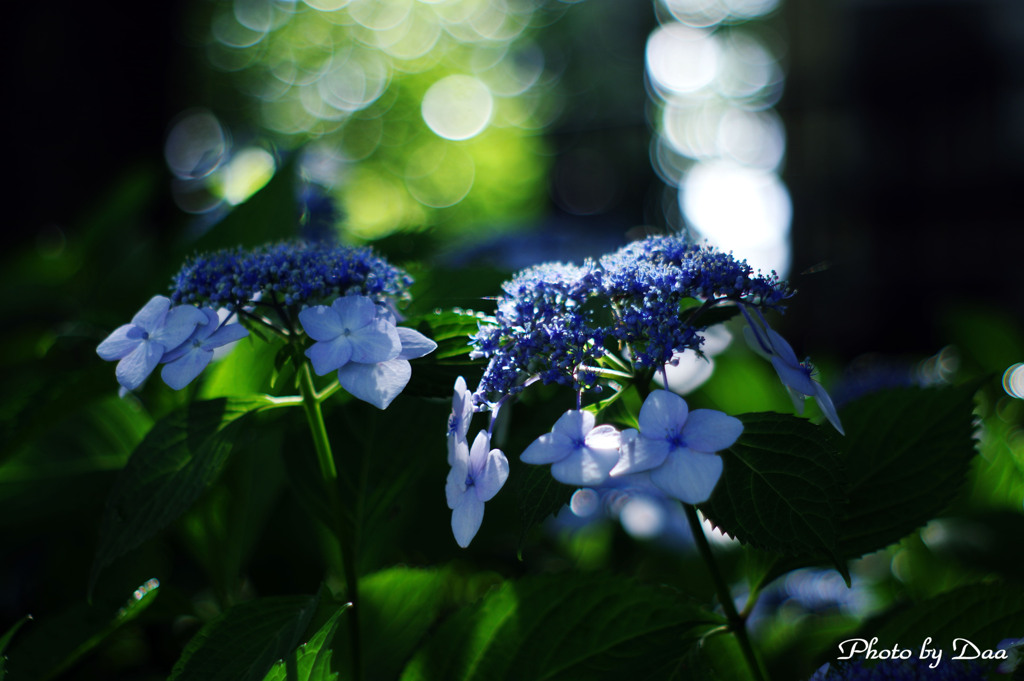 煌めく紫陽花