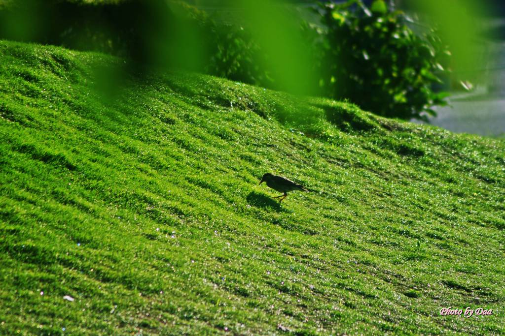 芝生の上のムクドリ