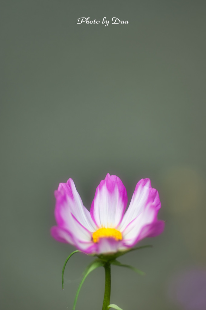 一輪
