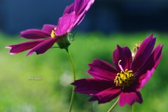 紫秋桜