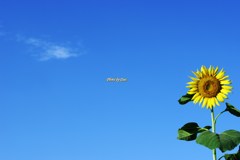 空と雲と向日葵と（その１）