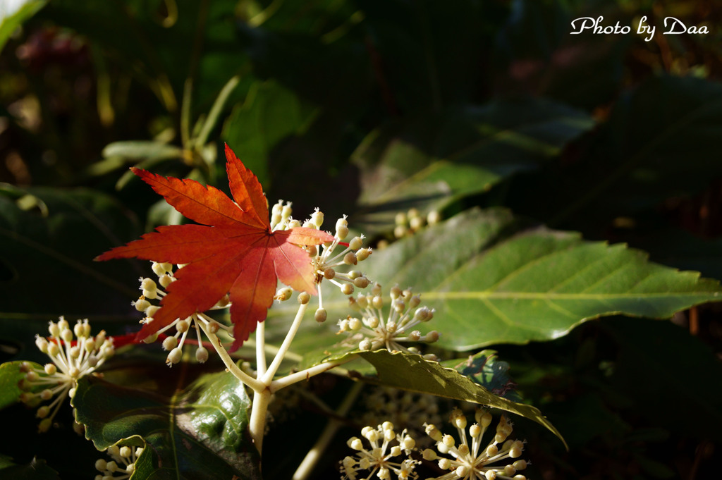 ヤツデの花の上にカエデ