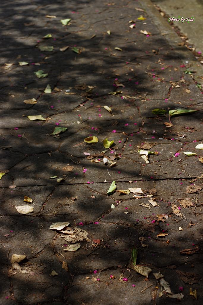 夏も終わるか・・・