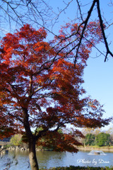 大池公園のもみじ