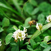 ミツバチ３