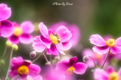 秋明菊の中でのお仕事