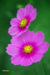 秋桜姉妹