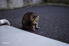 狙う 狙う