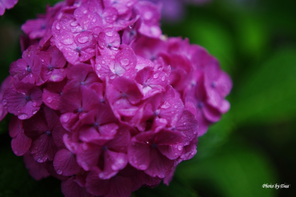 雨の日紫陽花（その１）