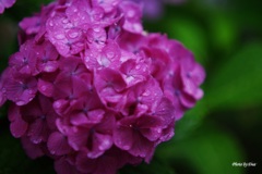 雨の日紫陽花（その１）